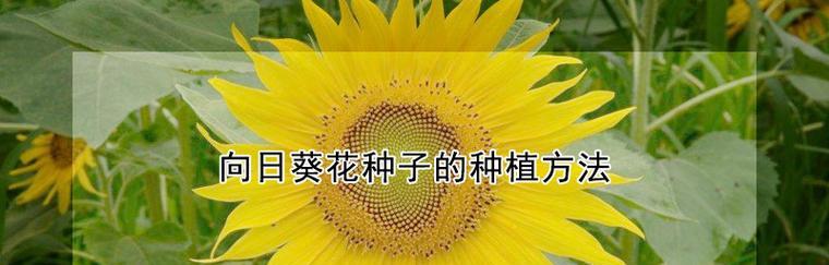 观赏向日葵的种植时间和方法（打造自己的向日葵花田）
