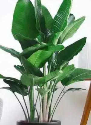 盛开的绿叶——观赏叶的花卉（探秘叶型美学之魅力）