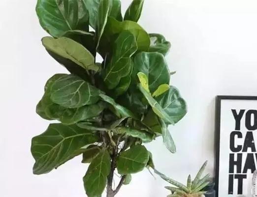 观叶类花卉的种类与魅力（从叶色到叶形）