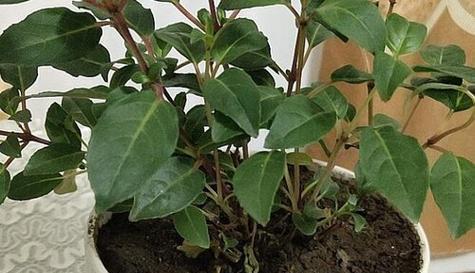 观叶植物的肥料选择（适合观叶植物的肥料种类及使用方法）