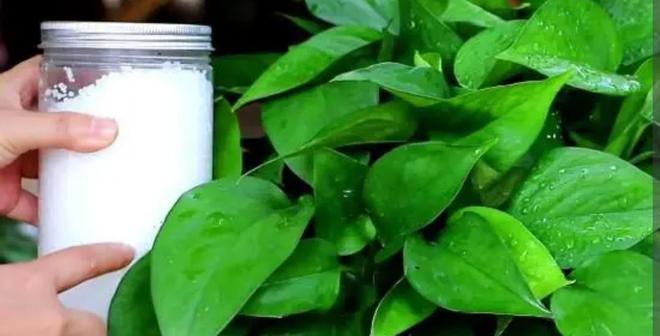 观叶植物的肥料选择（适合观叶植物的肥料种类及使用方法）
