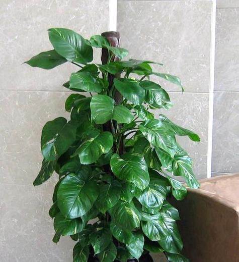 观叶植物的肥料选择（适合观叶植物的肥料种类及使用方法）