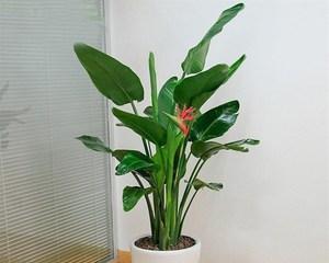 观叶植物，美丽的“叶”世界（探寻观叶植物的奇妙之旅）