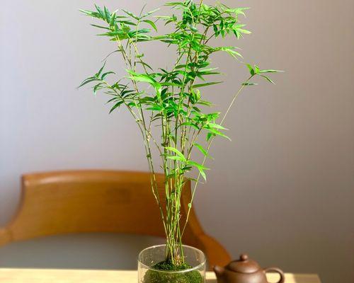 观叶植物，美丽的“叶”世界（探寻观叶植物的奇妙之旅）