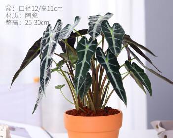 观音花的养护技巧（打造观音花长势好的秘诀）
