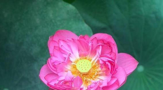 观音莲花语的象征与寓意（解读观音莲花的美丽密码）