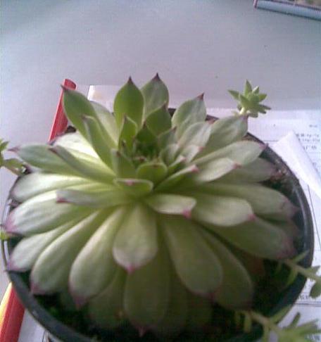 观音莲介壳虫防治药物选择与使用（以杀菌剂为主的综合防治方法）