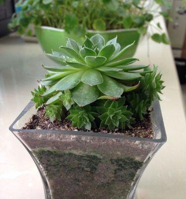 观音莲介壳虫防治药物选择与使用（以杀菌剂为主的综合防治方法）