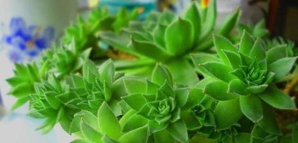 观音莲开花的奇妙之美（揭秘观音莲开花的形态与过程）