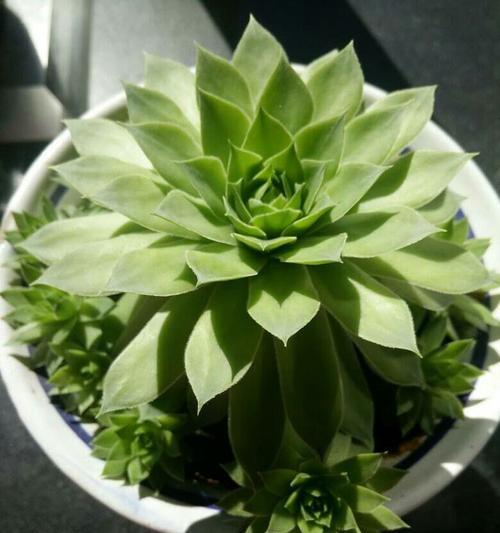 观音莲开花的奇妙之美（揭秘观音莲开花的形态与过程）