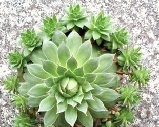 观音莲开花的奇妙之美（揭秘观音莲开花的形态与过程）