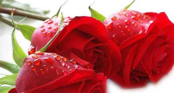 十一朵红玫瑰代表什么含义？花语解读及送花建议？