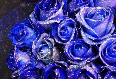 十一朵蓝玫瑰代表什么意思？花语背后的含义是什么？
