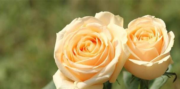 十一朵玫瑰代表什么含义？花语背后的爱情寓意是什么？