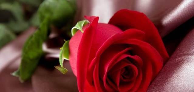 十一朵玫瑰花代表什么意思？花语背后的含义是什么？
