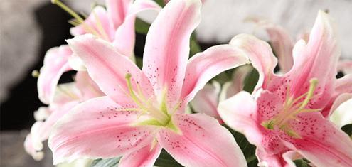 十种代表友情的花有哪些？它们各自代表什么含义？