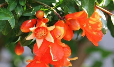 石榴花的花语是什么？石榴花代表了哪些美好寓意？