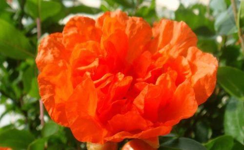 石榴花的花语是什么？石榴花代表了哪些美好寓意？