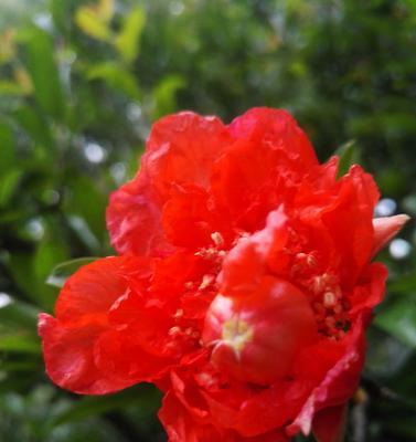石榴花的花语是什么？石榴花代表了哪些美好寓意？