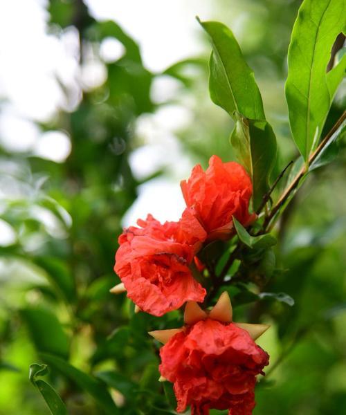 石榴花象征着什么？石榴花的寓意有哪些？