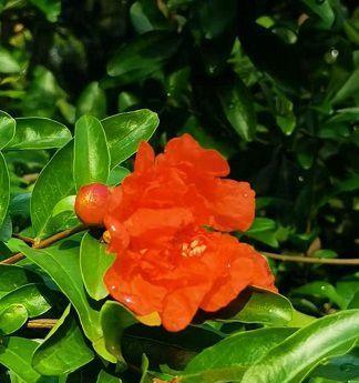 石榴花象征着什么？石榴花的寓意有哪些？