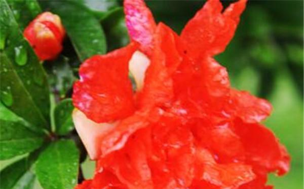 石榴花的花语和寓意是什么？如何正确解读石榴花的含义？