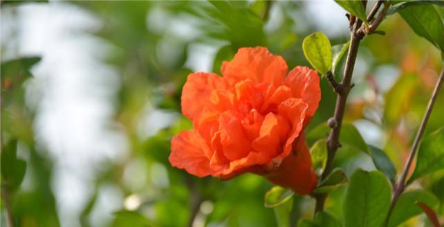 石榴花的花语和寓意是什么？如何正确解读石榴花的含义？