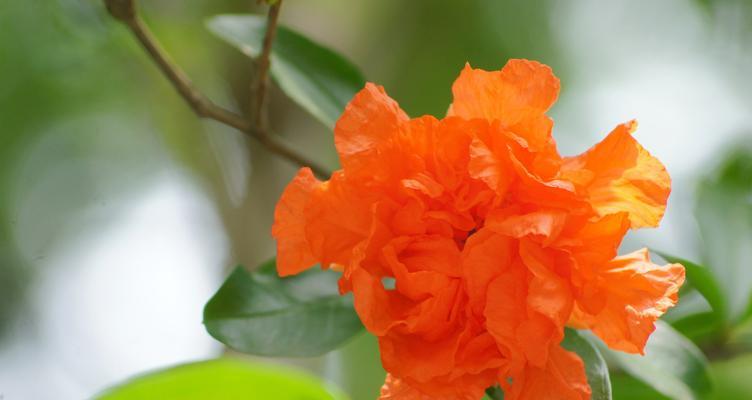 石榴花的花语和寓意是什么？如何正确解读石榴花的含义？