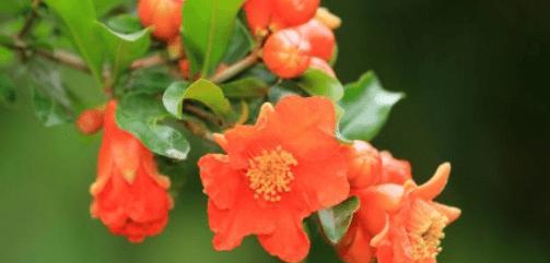 石榴花的花语是什么？石榴花的寓意有哪些常见问题？