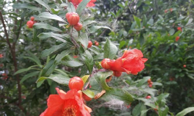 石榴花语和寓意是什么？石榴花代表了哪些美好寓意？