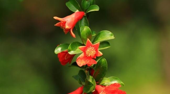 石榴花语和寓意是什么？石榴花代表了哪些美好寓意？