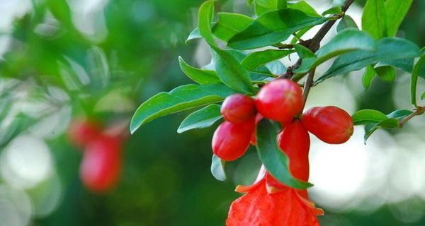石榴花语和寓意是什么？石榴花代表了哪些美好寓意？