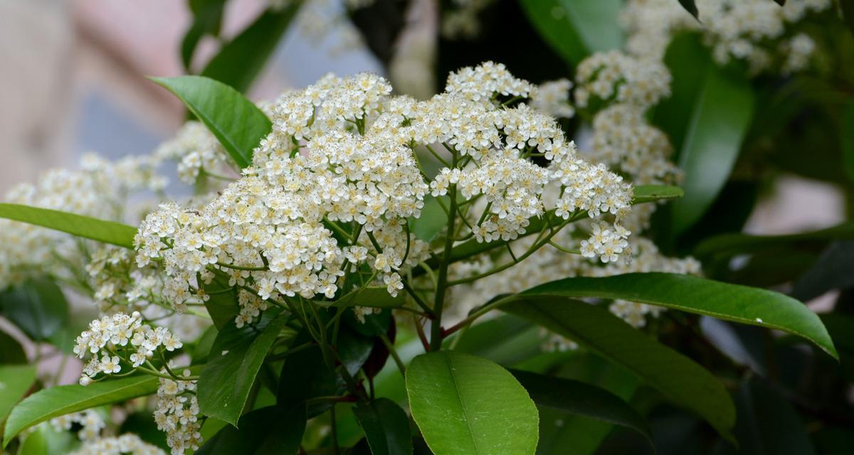 石楠花的花语是什么？如何理解石楠花的象征意义？