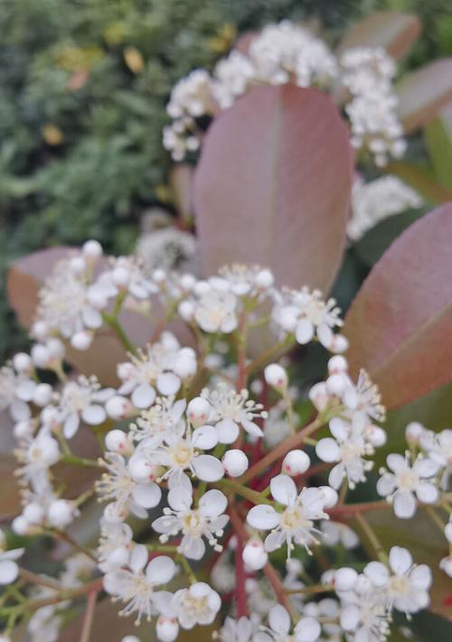 石楠花的花语是什么？石楠花介绍包含哪些特点？