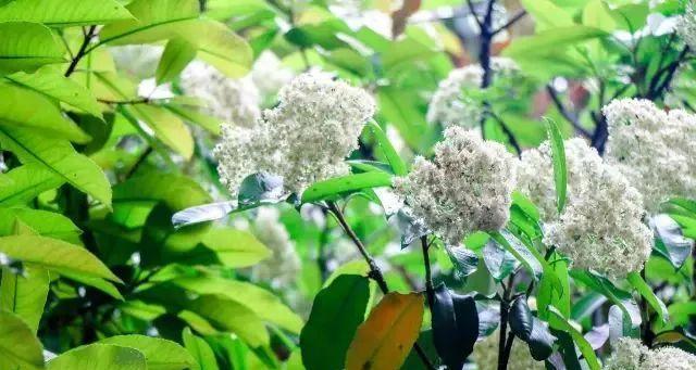 石楠花的花语是什么？石楠花介绍包含哪些特点？