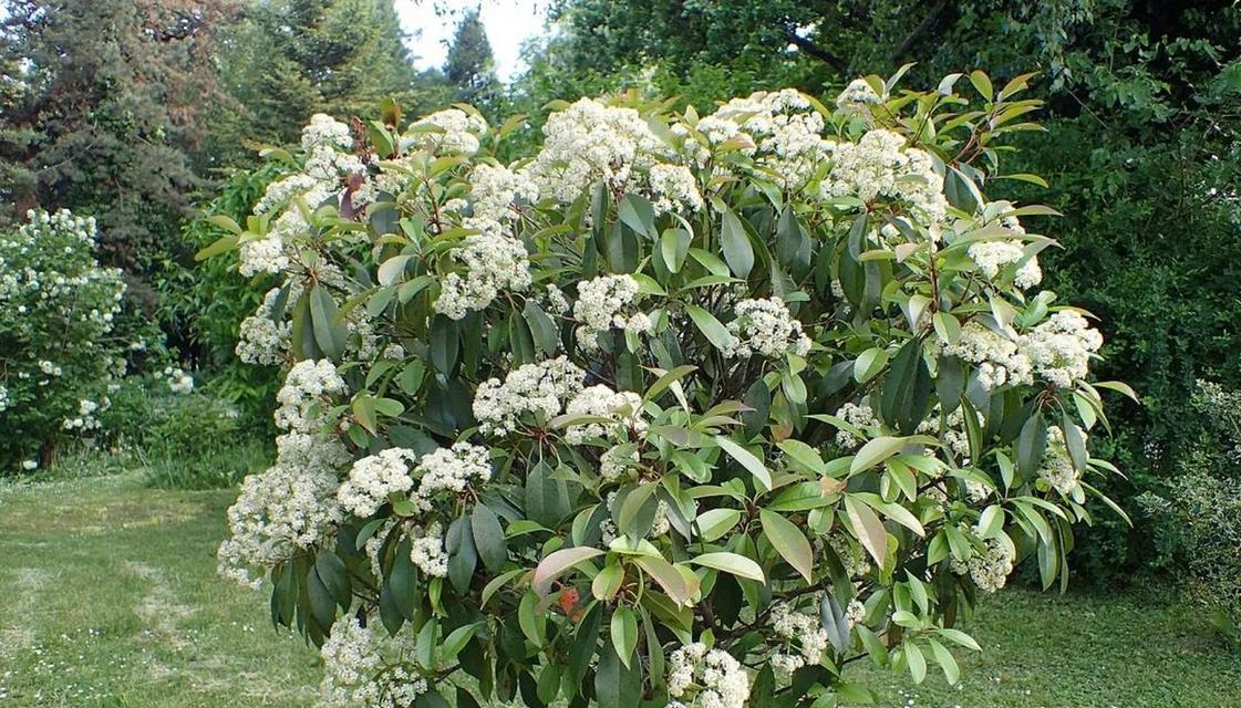 石楠花的花语是什么？石楠花介绍包含哪些特点？