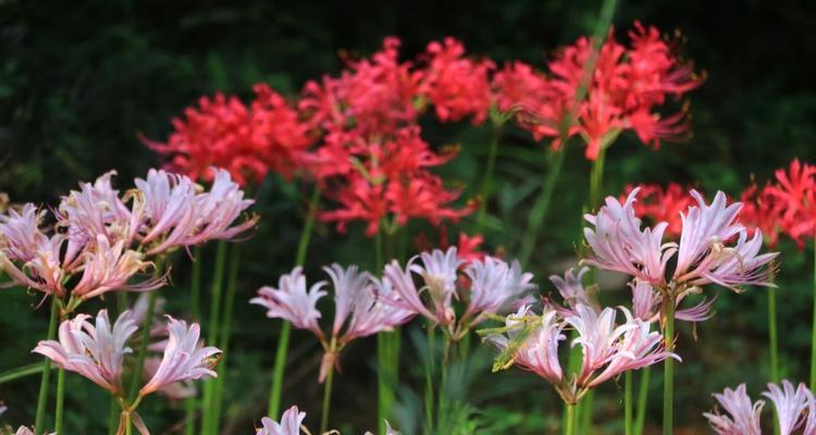 石蒜花花语是什么？了解石蒜花的象征意义和文化背景？