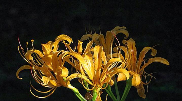 石蒜花花语是什么？了解石蒜花的象征意义和文化背景？