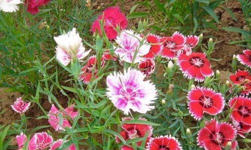 石竹花花语和寓意是什么？如何正确理解石竹花的象征意义？