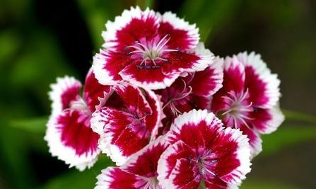 石竹花花语是什么？了解石竹花的象征意义与用途？