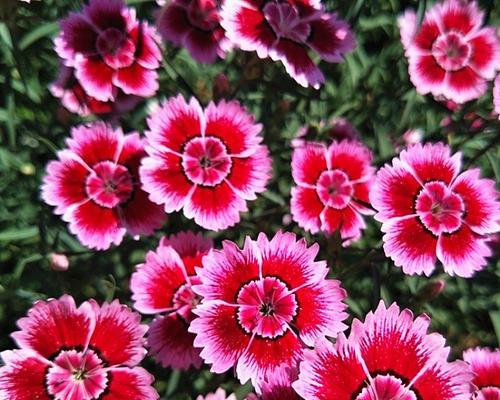 石竹花的寓意是什么？石竹花代表了哪些含义？