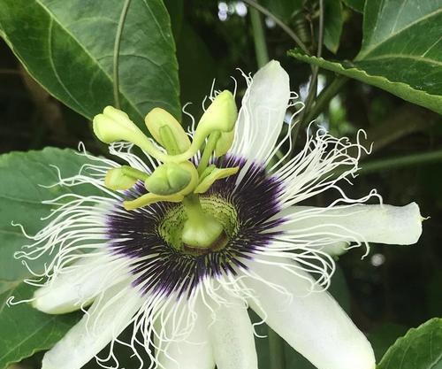 时钟花的花语是什么？它背后有哪些传说故事？