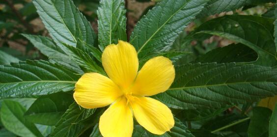 时钟花的花语代表什么？如何正确解读时钟花的含义？
