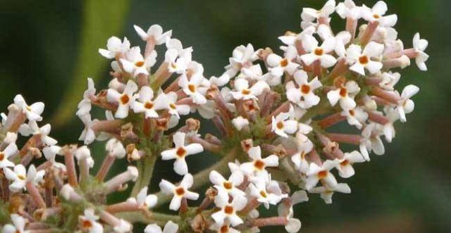 时钟花的花语代表什么？如何正确解读时钟花的含义？