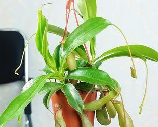 食人花的花语是什么？揭秘这种神秘植物的含义？
