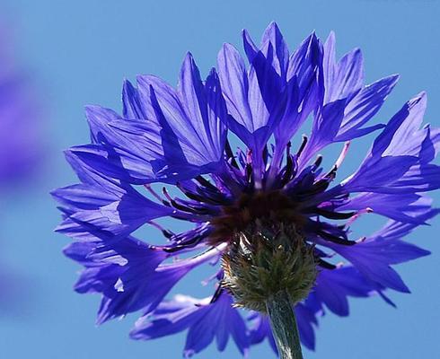 矢车菊花语是什么意思？矢车菊的寓意有哪些？