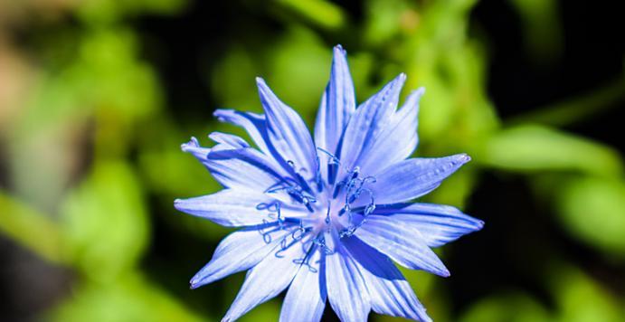 矢车菊花语是什么？了解矢车菊的象征意义和花语含义？