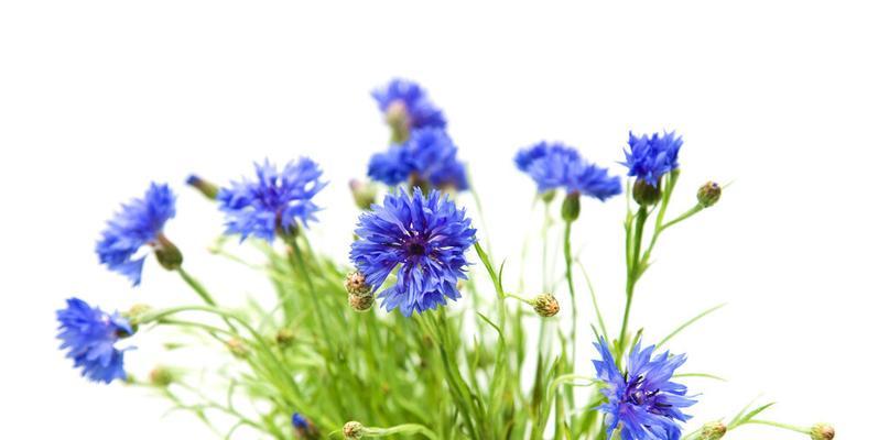 矢车菊不同颜色代表什么花语？