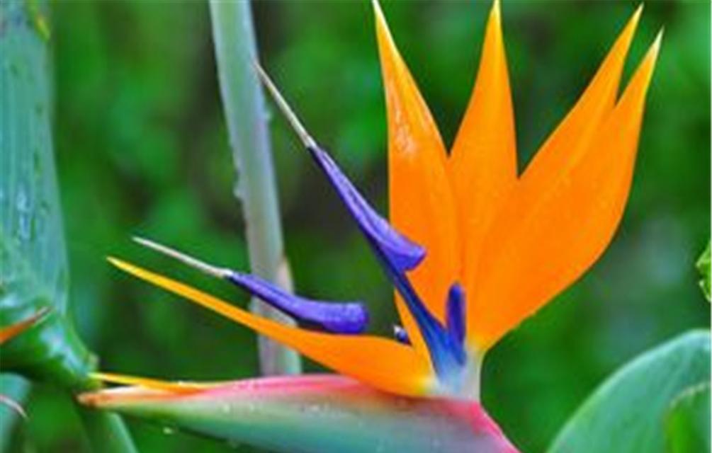 世界上花语最浪漫的花是什么？如何表达爱意？