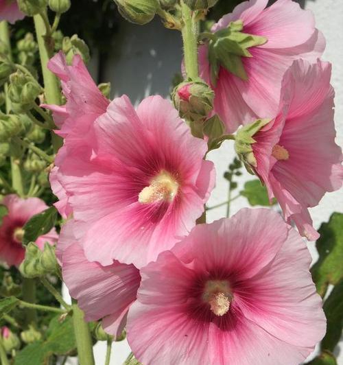 蜀葵花语是什么？蜀葵的传说有哪些？